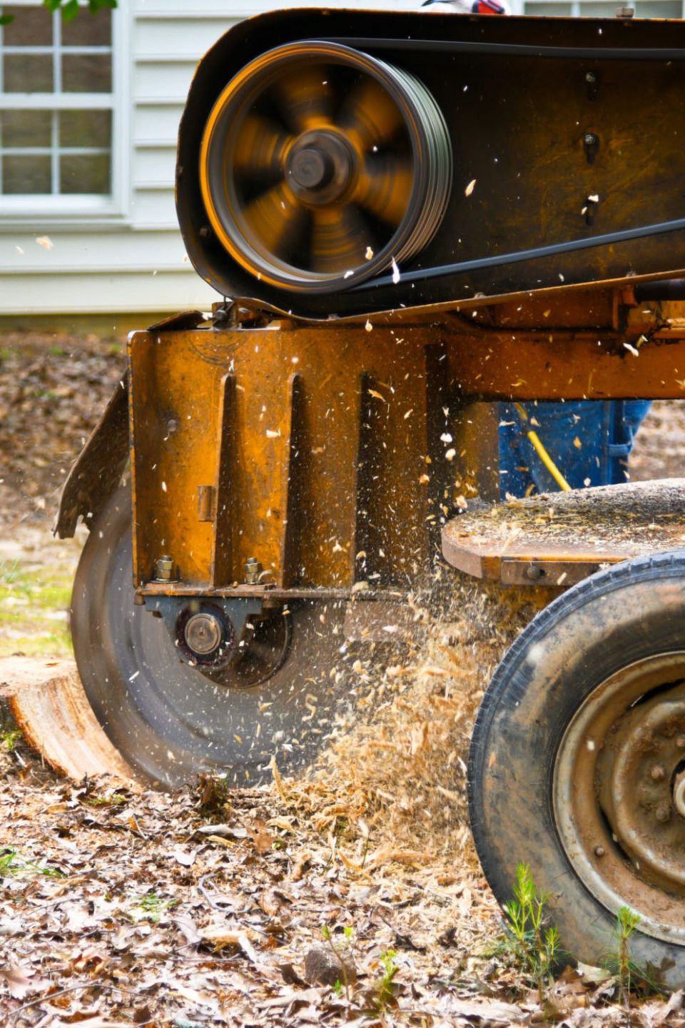 cheap tree stump grinding sacramento