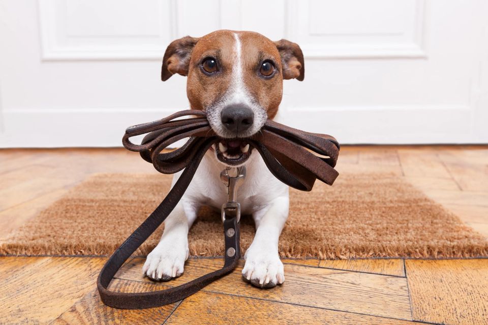 Dog walking and pet sitting