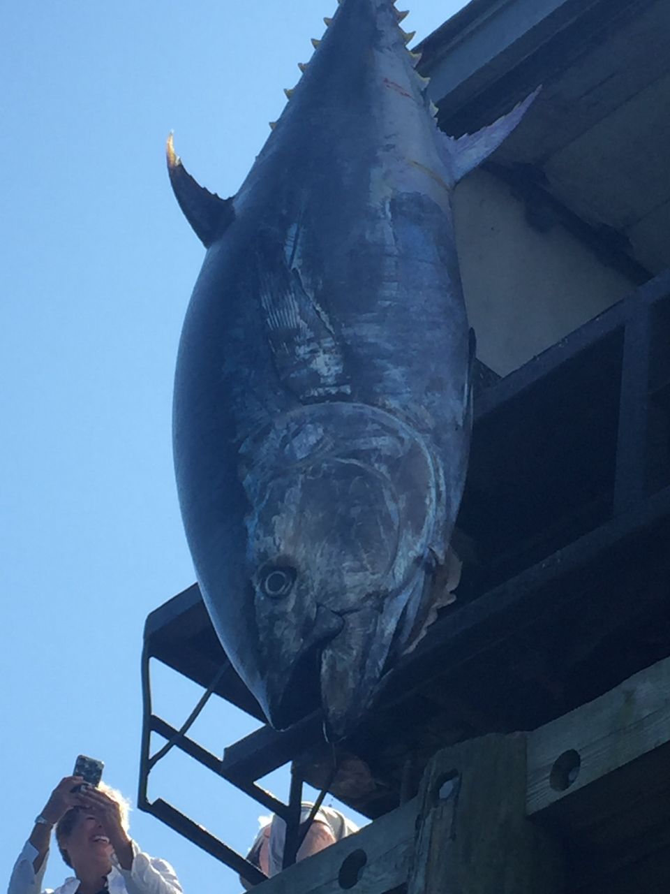 2 women impressed and taking photos of huge hanging tuna
