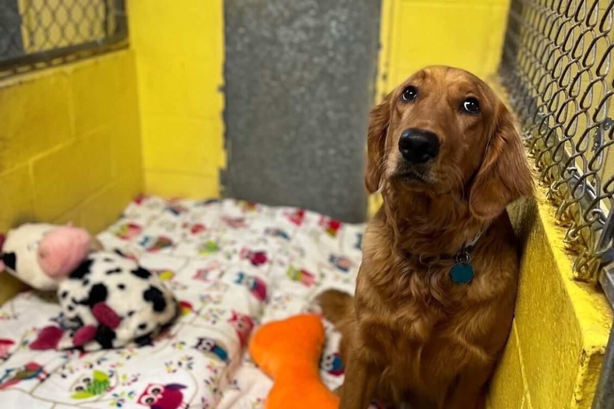 Keshlyn Kennel Boarding Facility in Lexington, KY