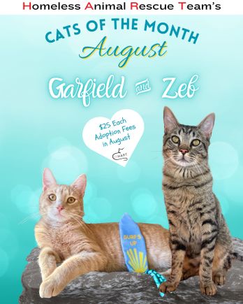 August cat of the month garfield zeb (instagram post (45)) (2)