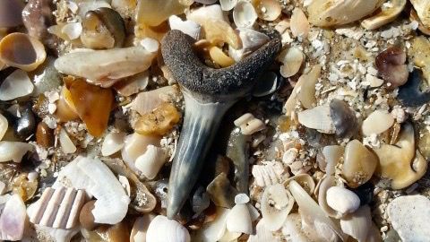 Charleston shark tooth tour