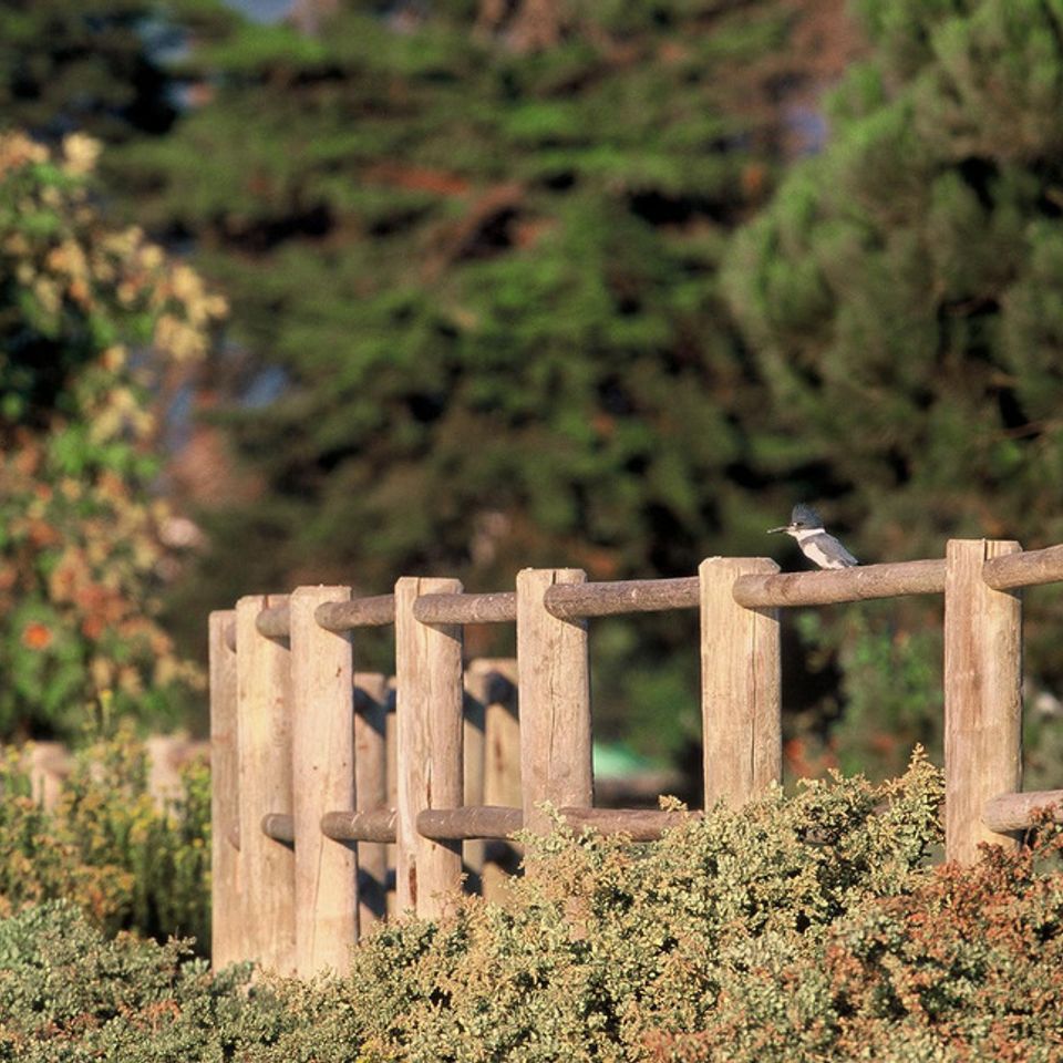 Belted kingfisher20121130 1865 sps2g3 0