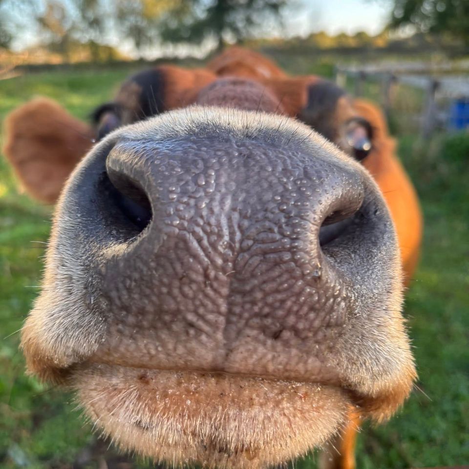 Cow nose