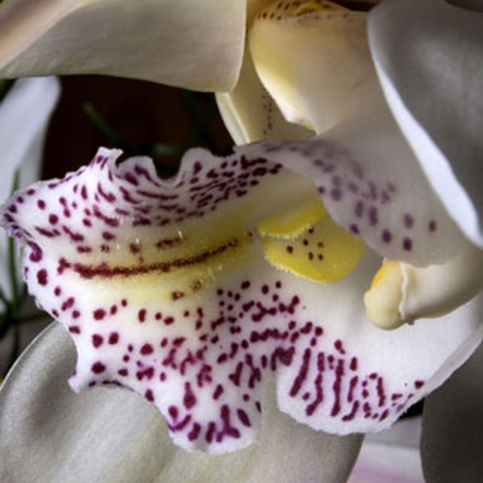 Orchid ii