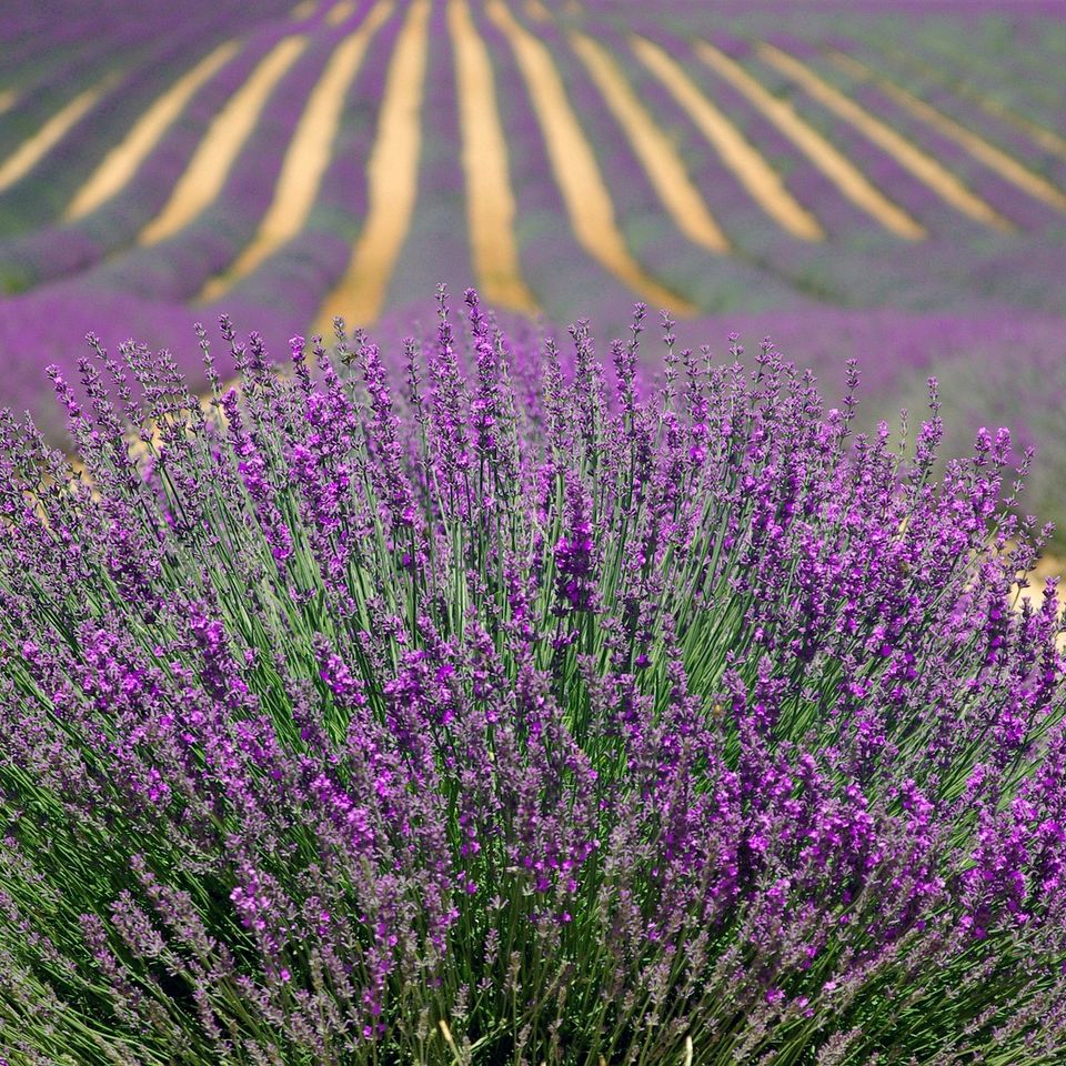 Lavenders g23d2b7d24 1920