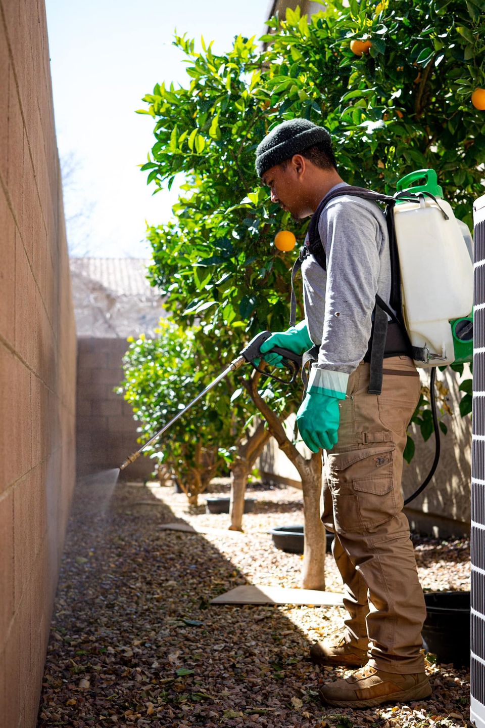 Termite worker