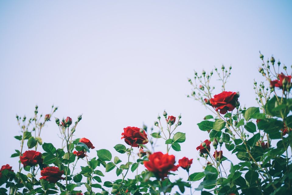 Rose gd3c88ad62 1920