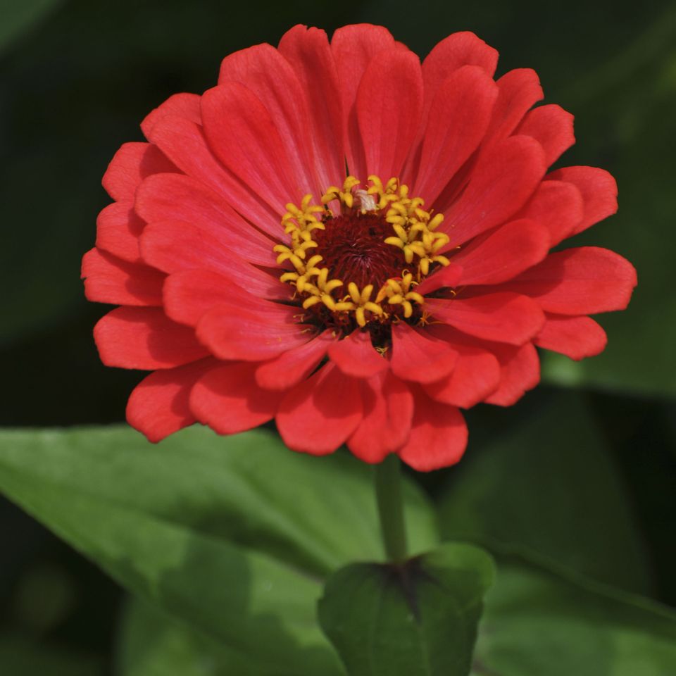 Rc fl red flower 1