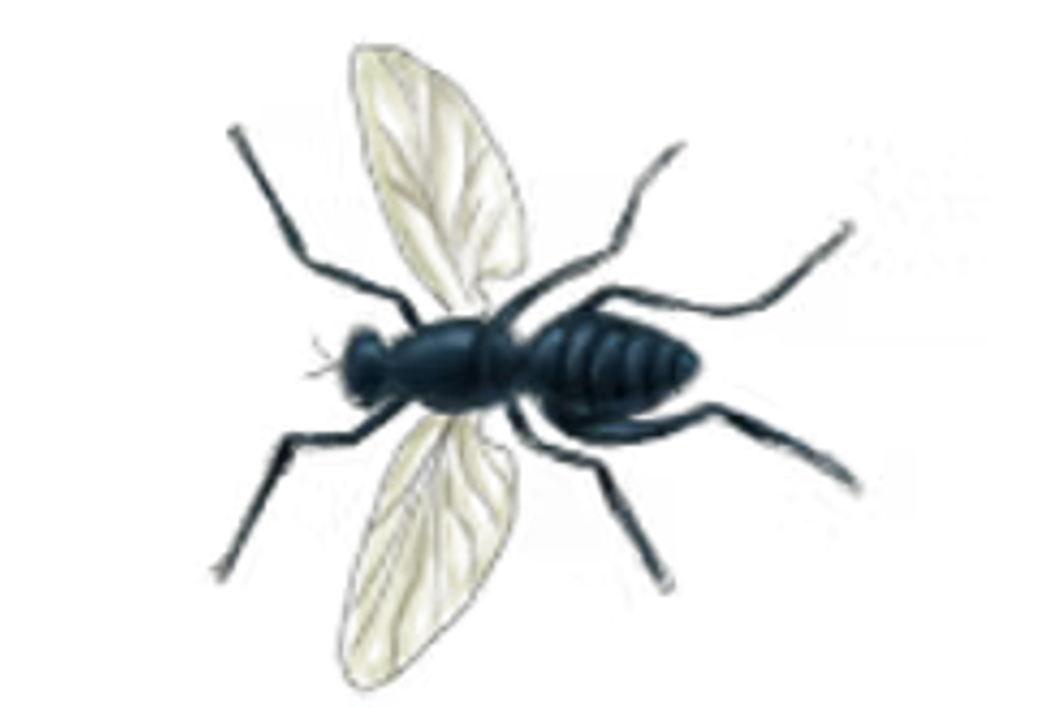 Gnats1