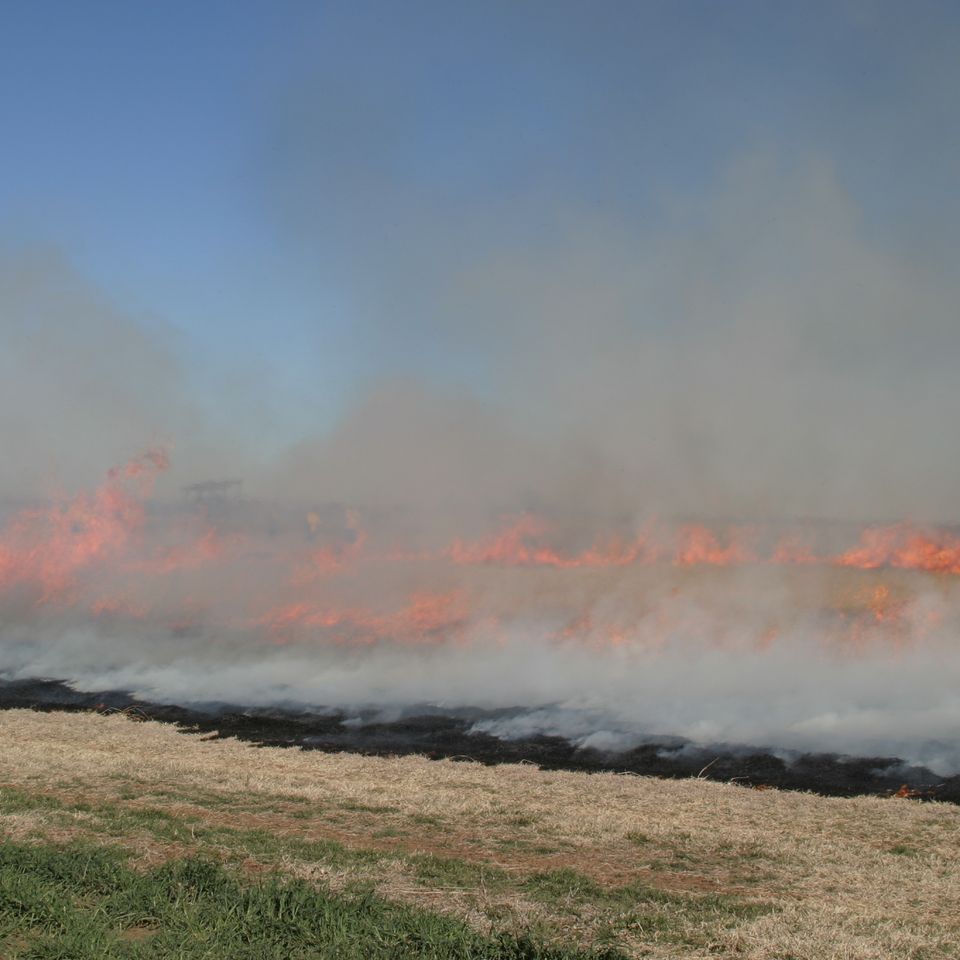 Wildfire 1