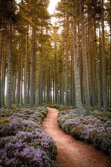 Trail lined with lavender through a wooded area 