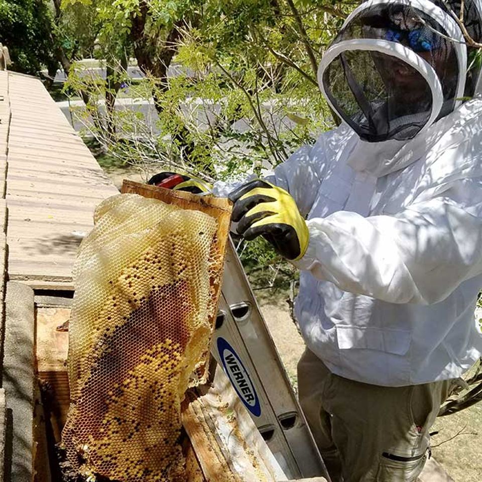 Honeycomb removal lg