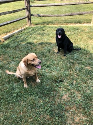 2 dogs brown black