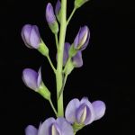 Blue false indigo 800x800 1