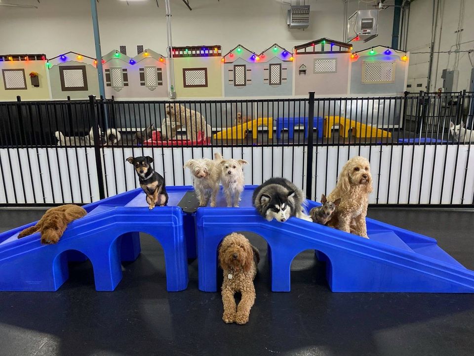 Happy dogs at daycare in nampa id