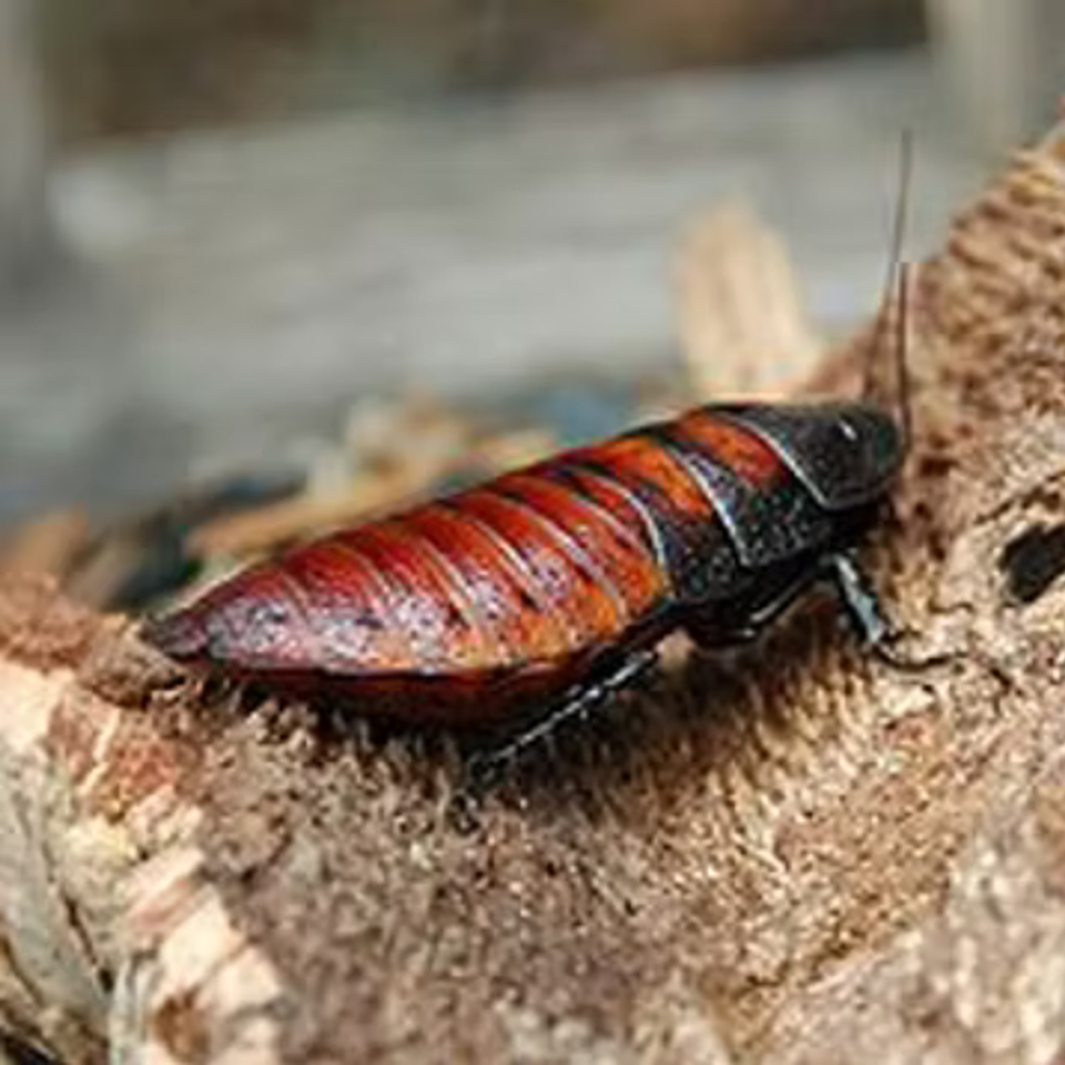 Bug5