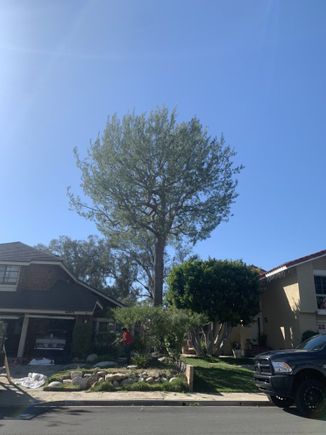 Jctreecare2
