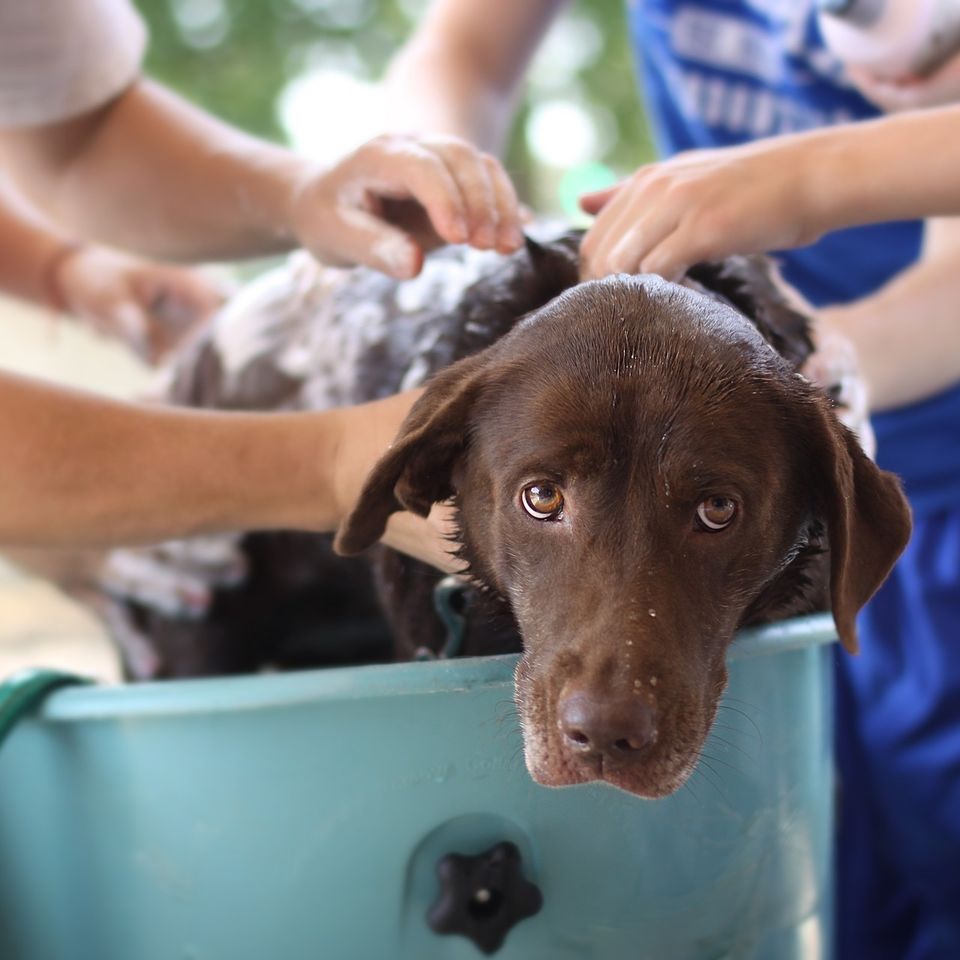 Dog wash 52e1d7464b 1920