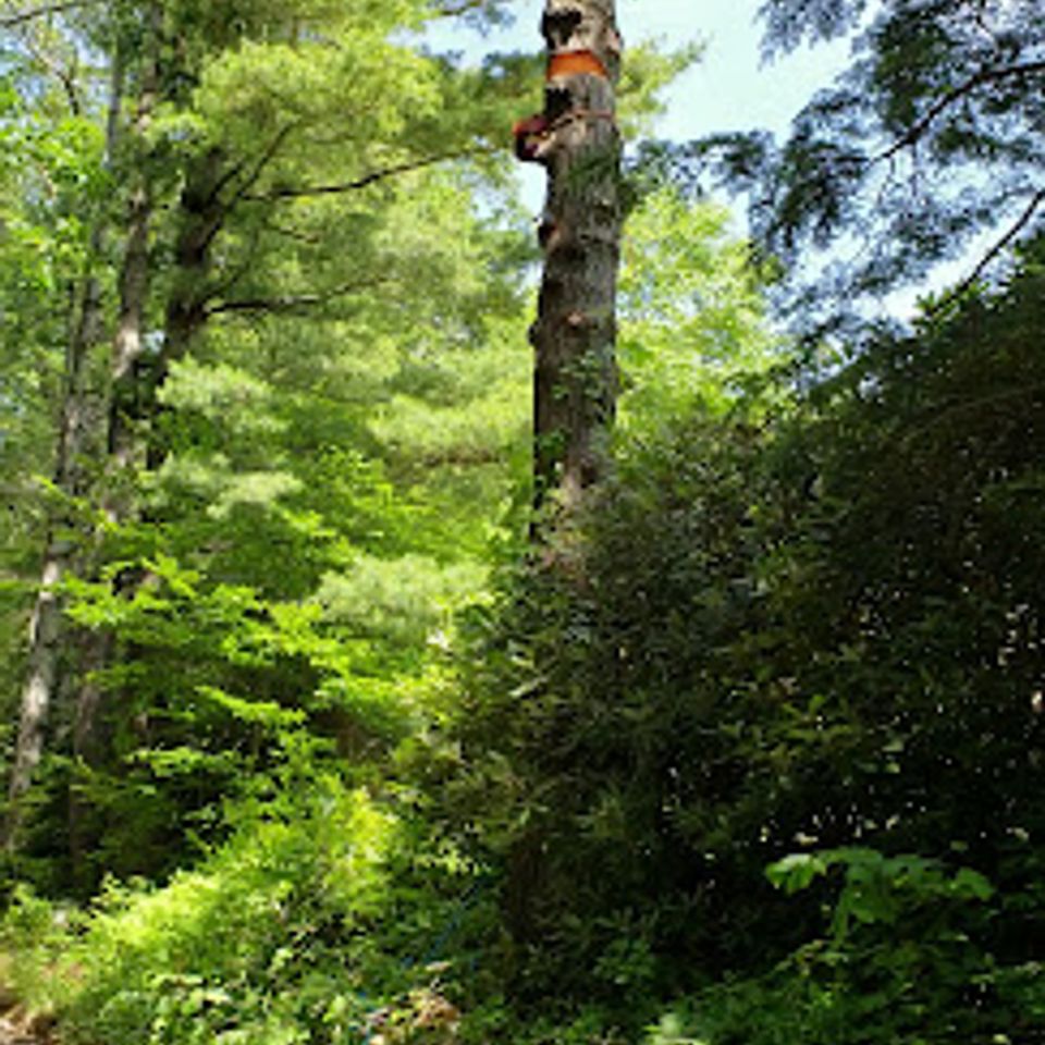 Tree service 1