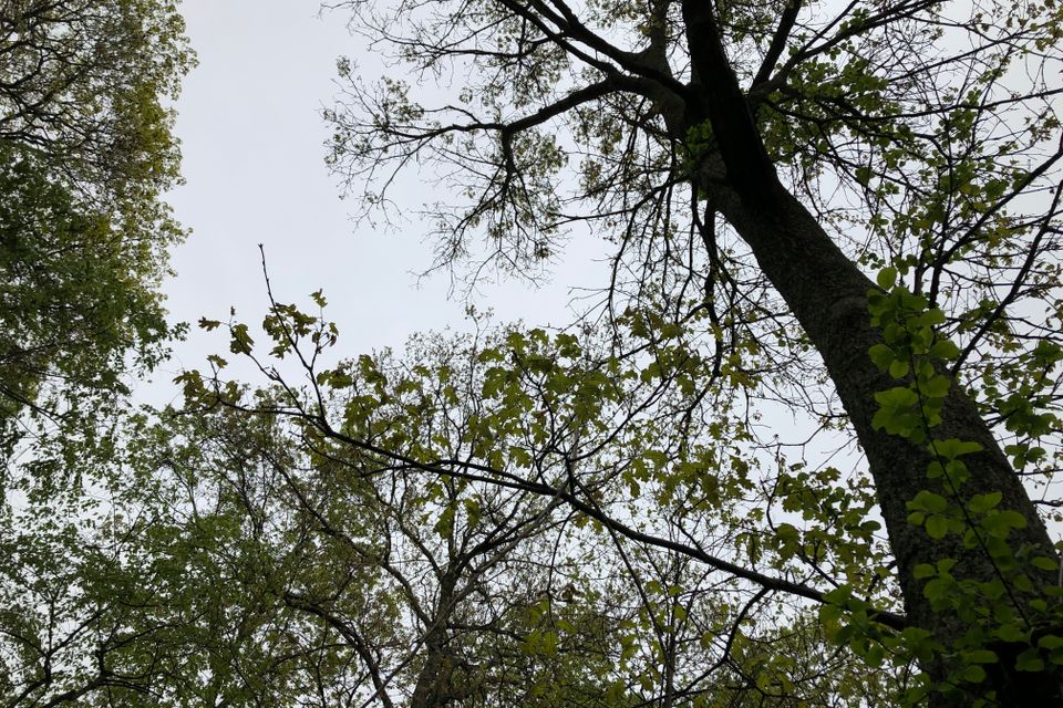 Img 1878