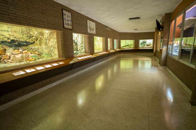 Aquarium showroom april 2020