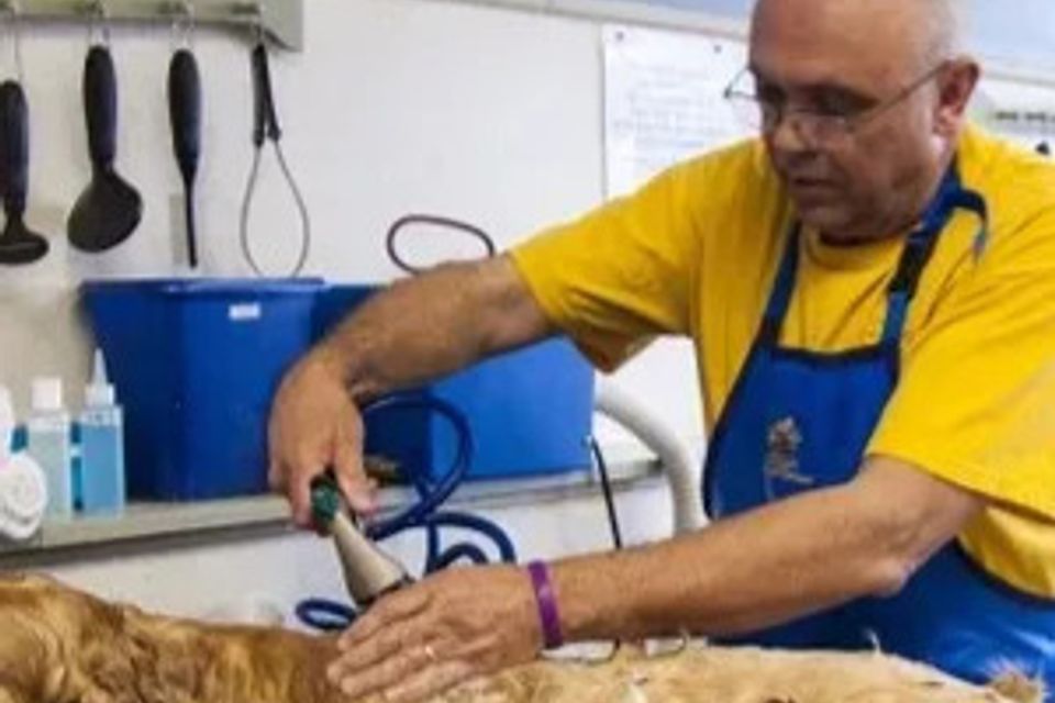 Man grooming a pet