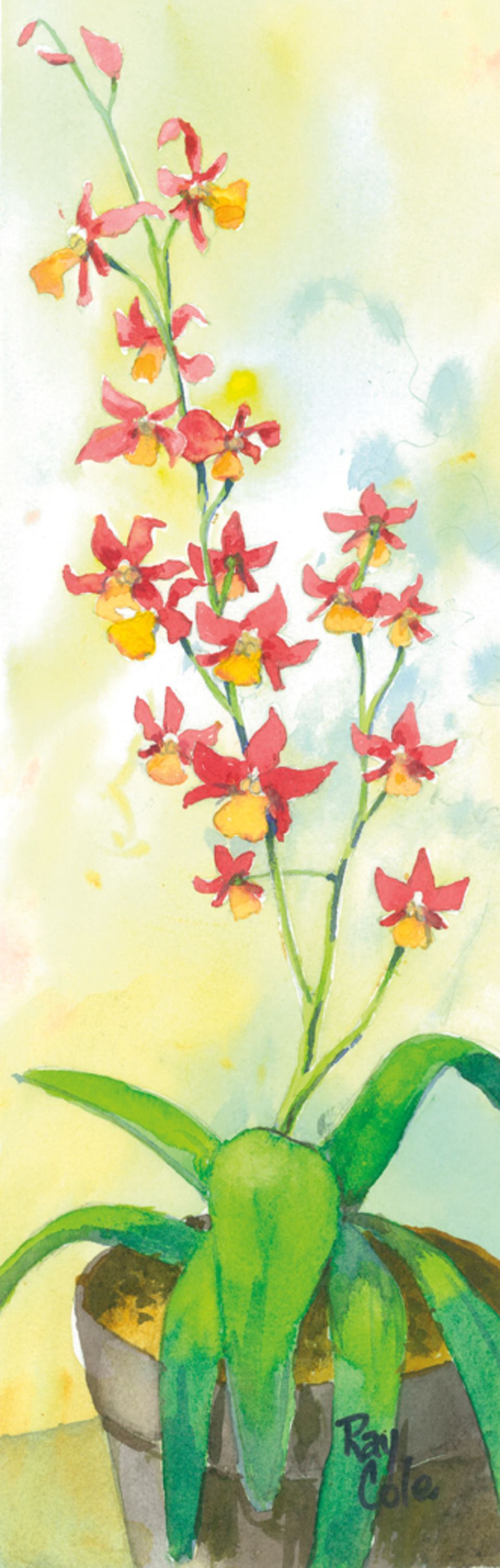 Red orchid20130202 6149 ly53xy 0