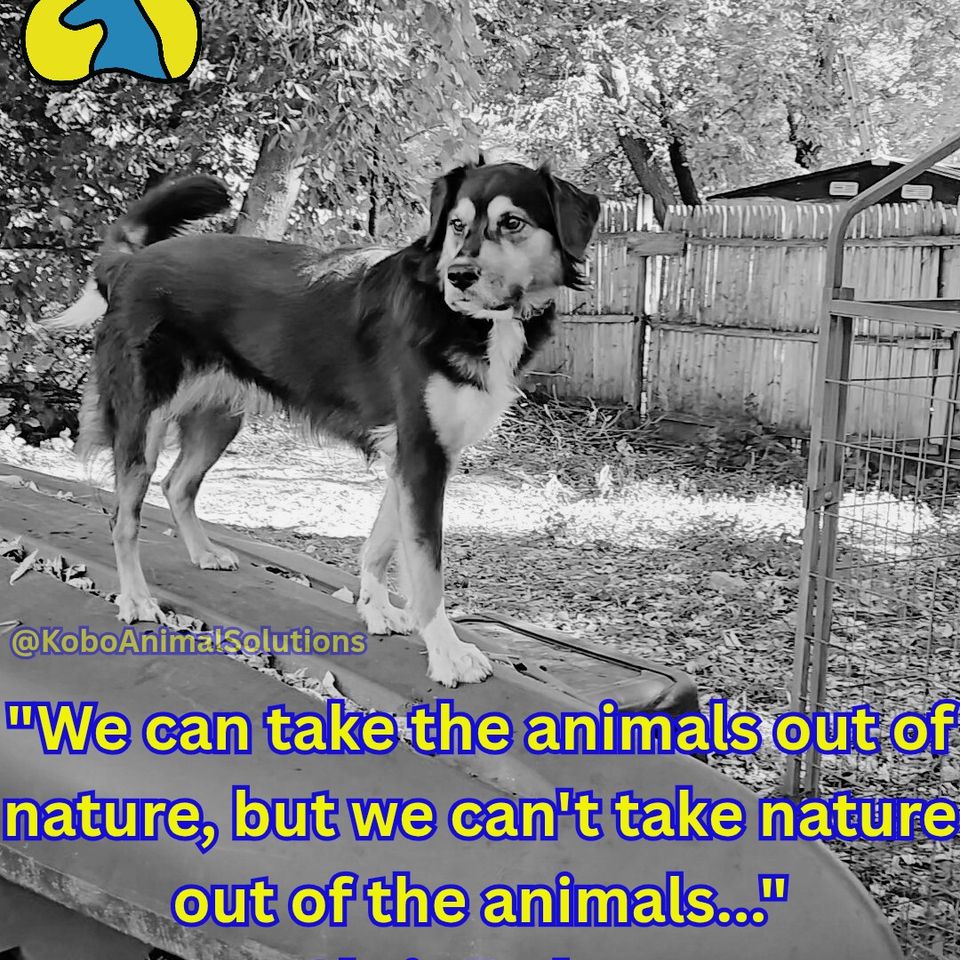 We can take the animals out of nature  but we can't take nature out of the  20251004 165307 0000 2