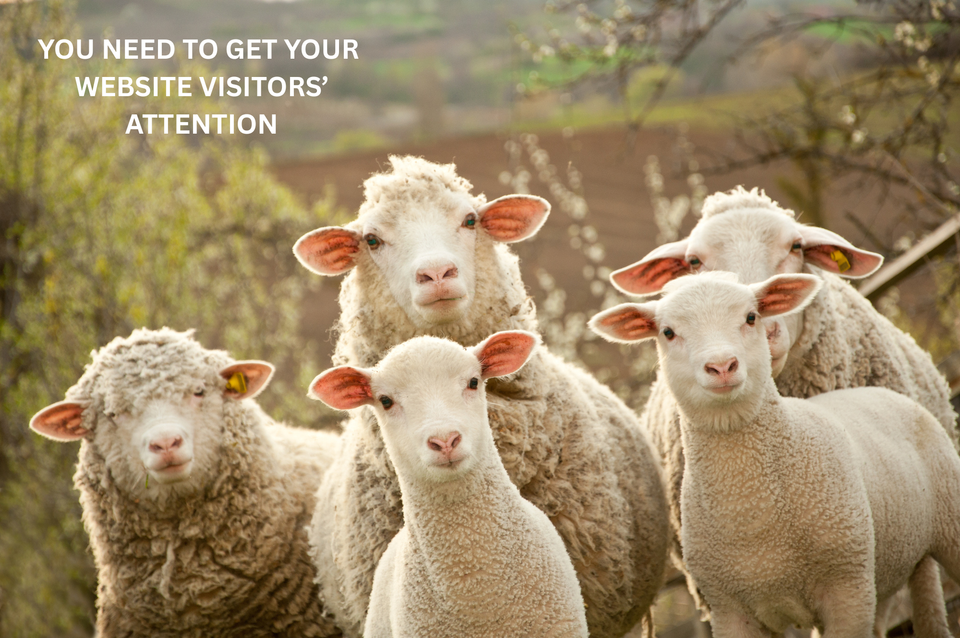 Sheep   get your website visitor's attention
