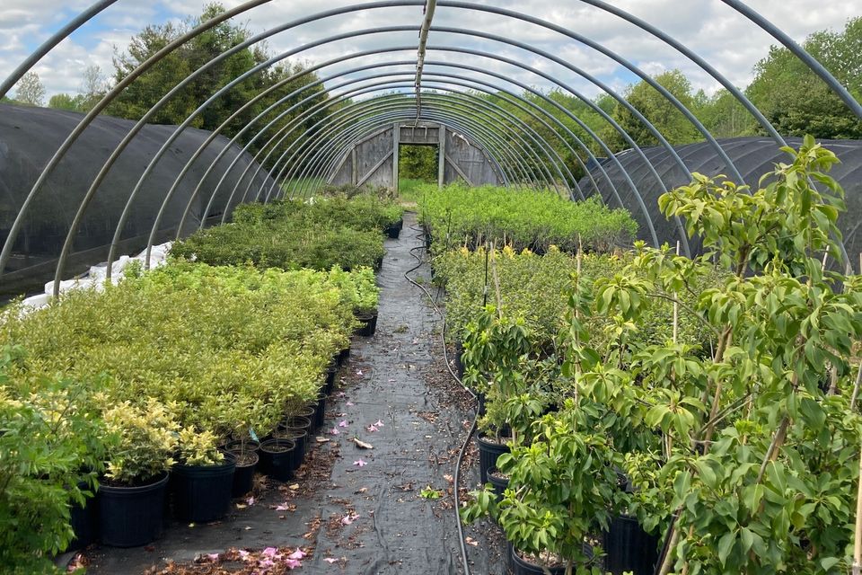 Holly ridge green house