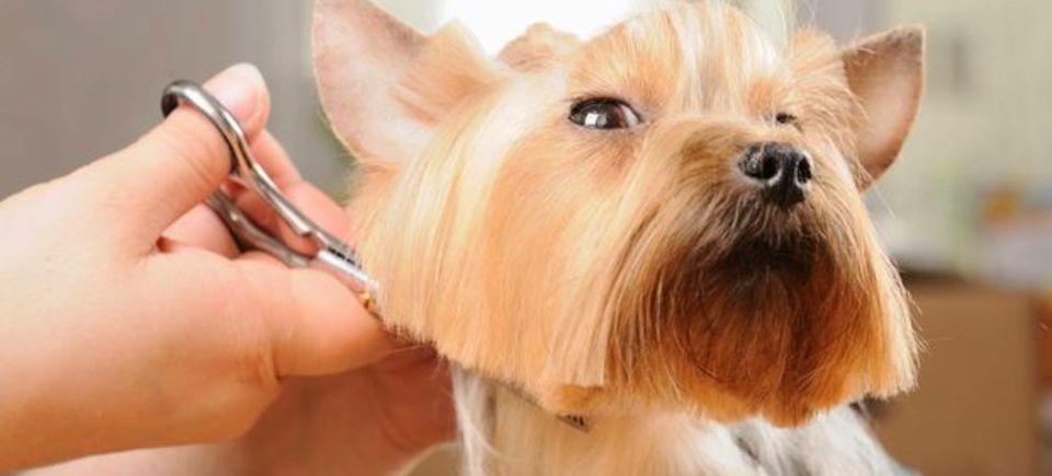 Dog grooming asdbar0qh107oyqjgn2 t62020171018 5015 z9r720