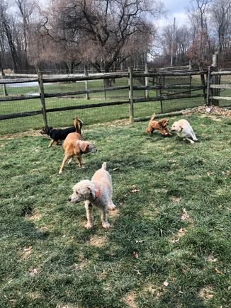 5 dogs