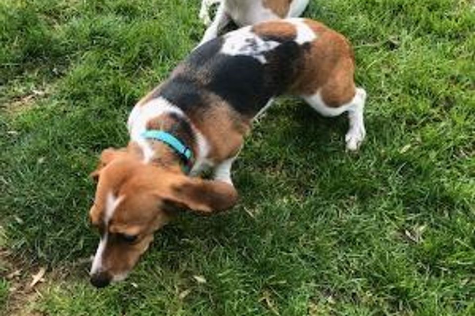 2beagles 2