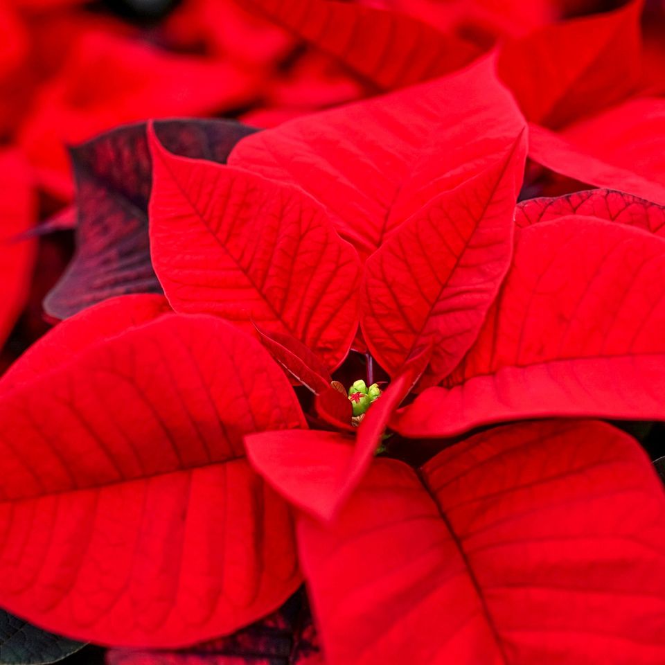 Christmas star g2751778f8 1920