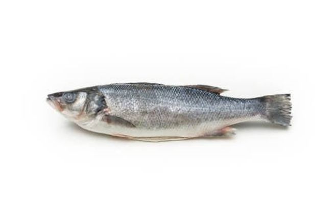 Branzino frozen 1