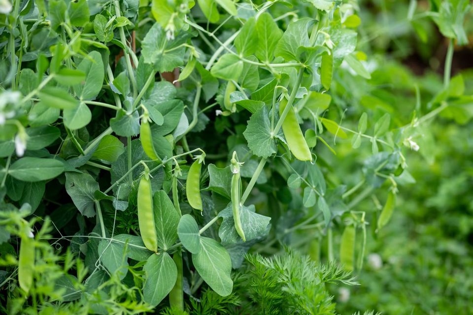 Green peas