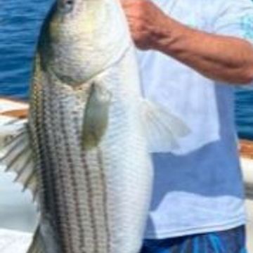 Review 3 striper small pic