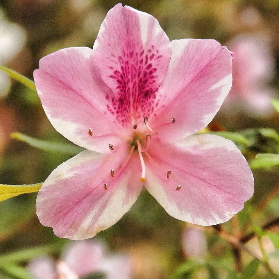 Rc flwr hibiscus