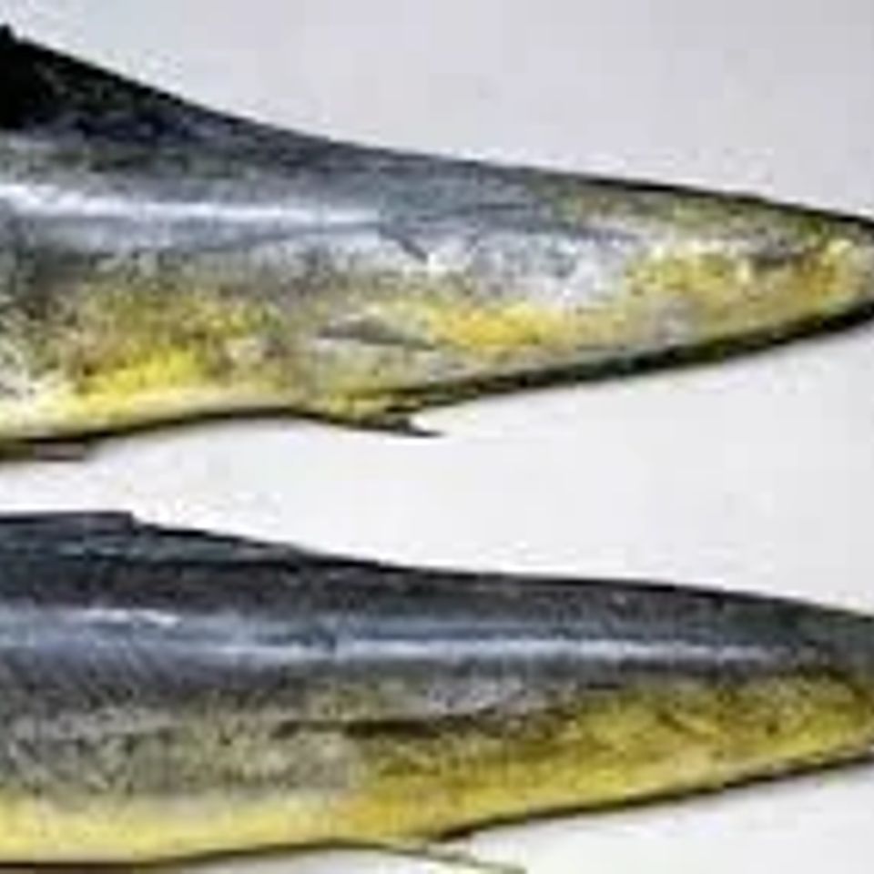 Mahimahi445454555555555555555555555