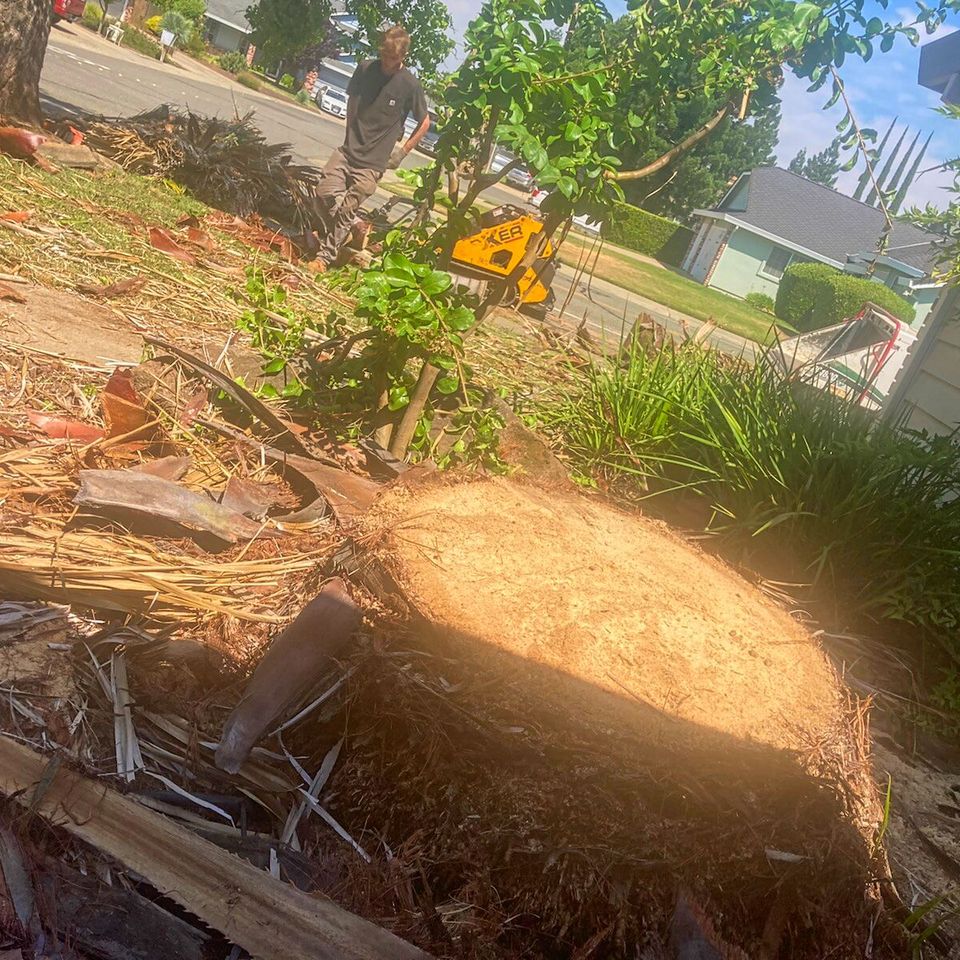 palm tree trimming roseville