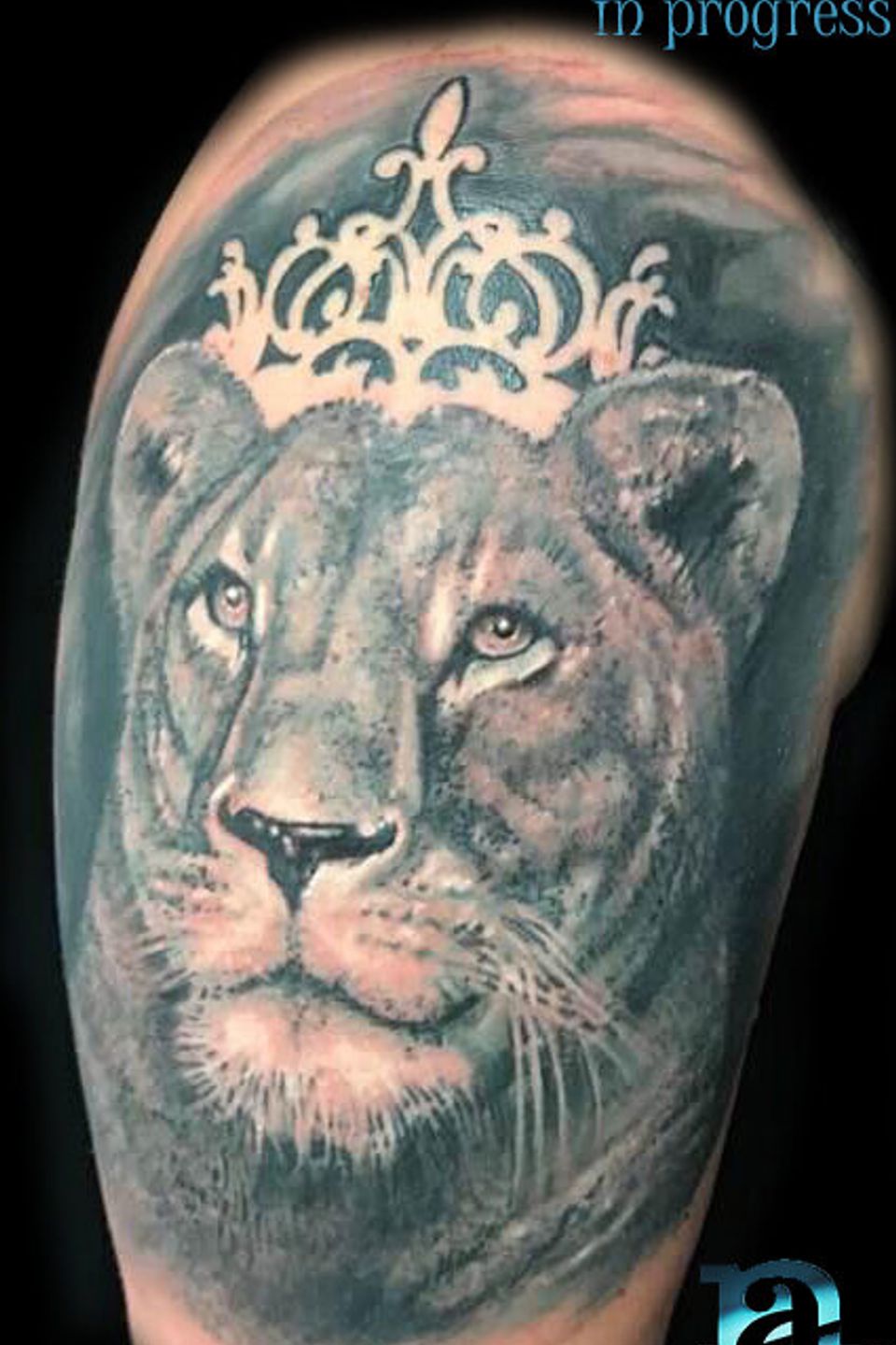 Adrian in progress lioness