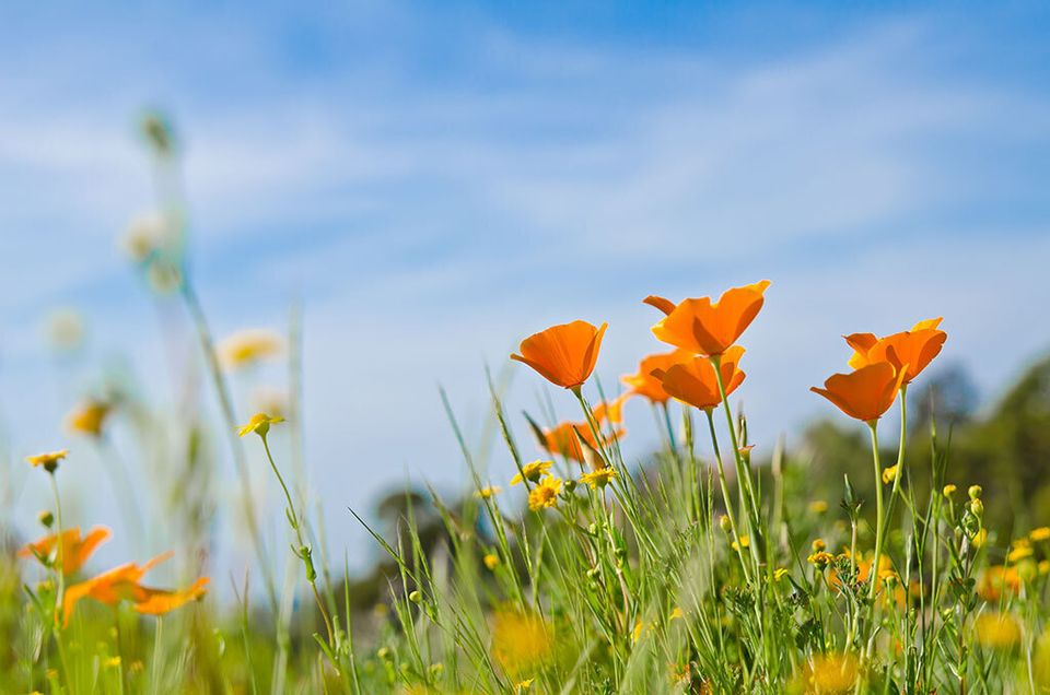 Spring wild flowers