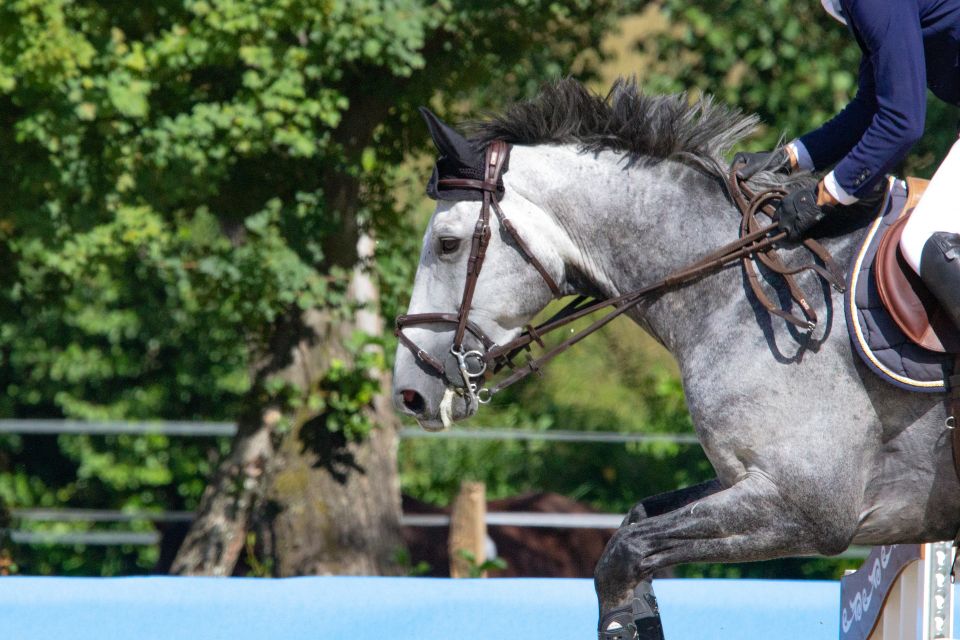 horse riding lessons