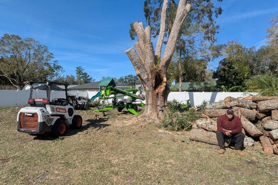 Tampa tree removal