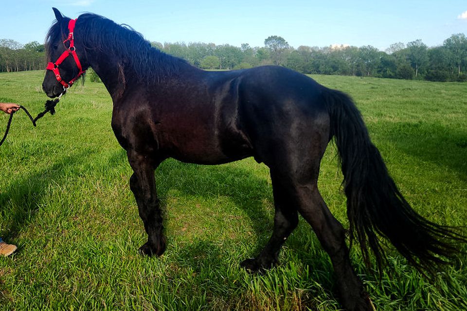 A16