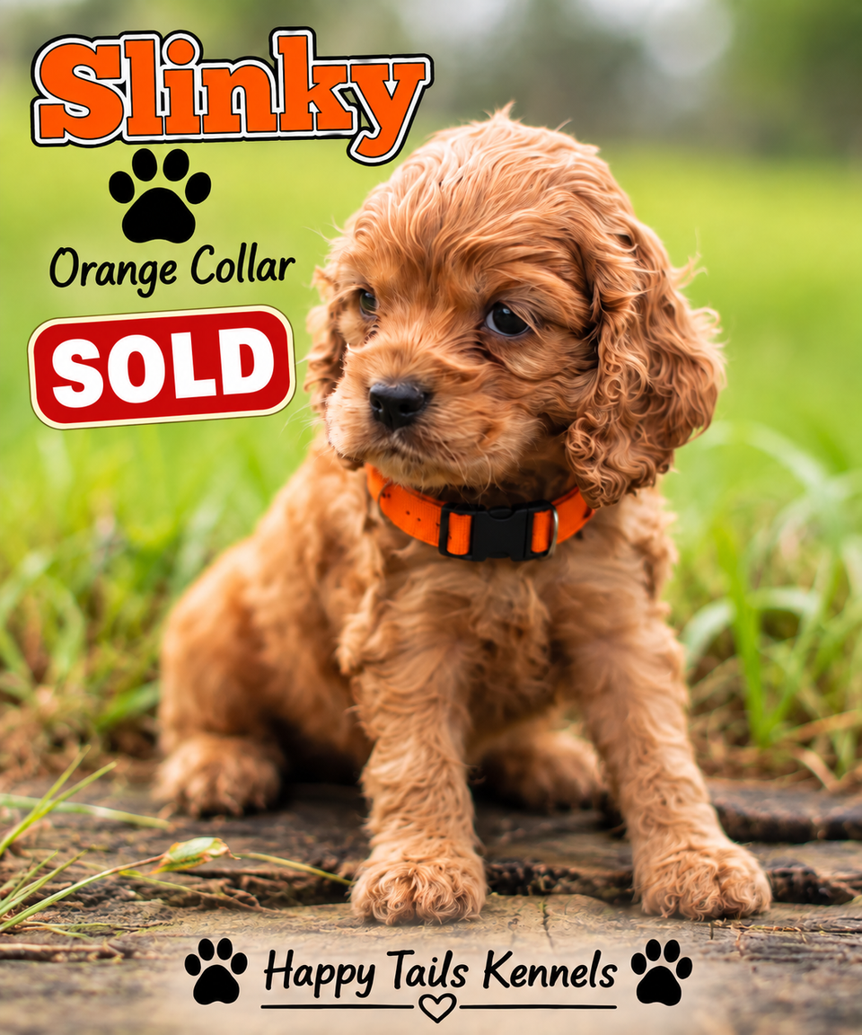 Puppy portrait with red sold badge 2