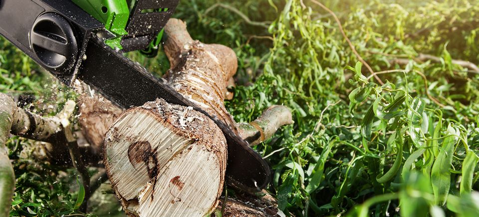 tree company, tree service, tree care, tree maintenance, tree trimming,