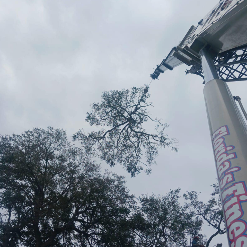 Tree removal