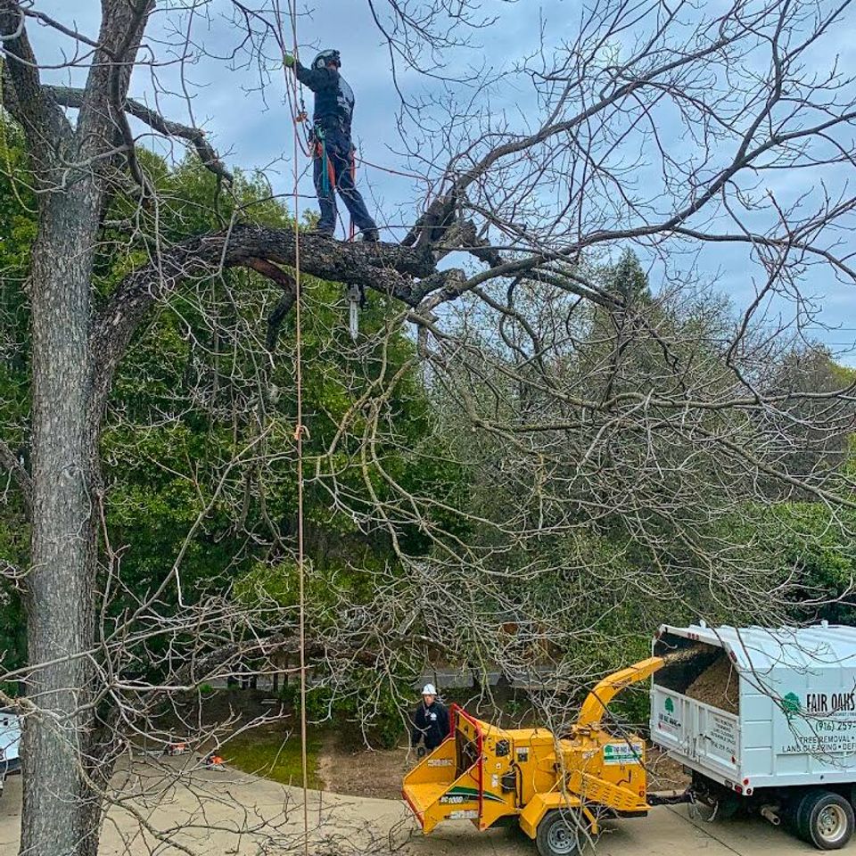 Fair Oaks Arborist team performing safe tree trimming and debris removal in a neighborhood